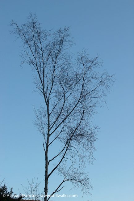 tree against blue sky