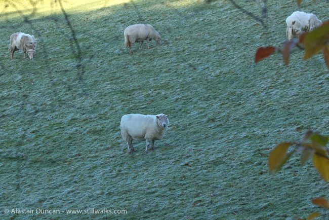 sheep and frost
