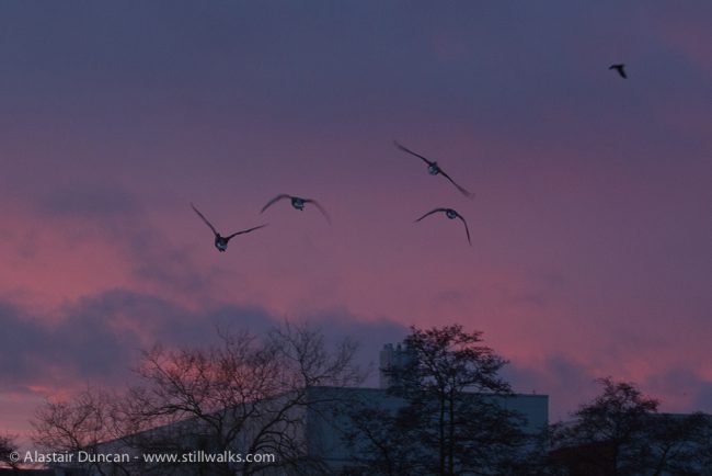 Geese at sunset