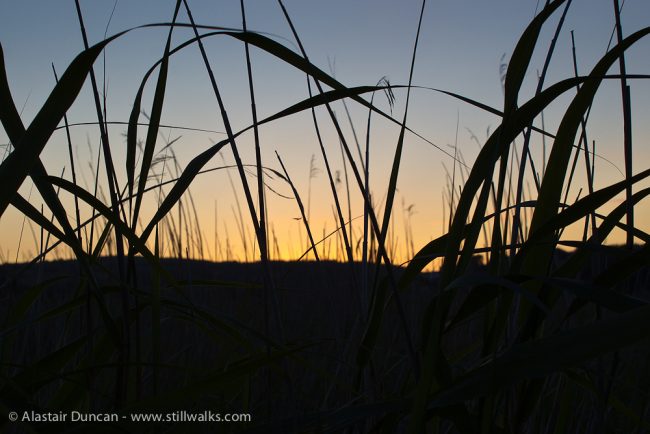 Marsh grass and sunset