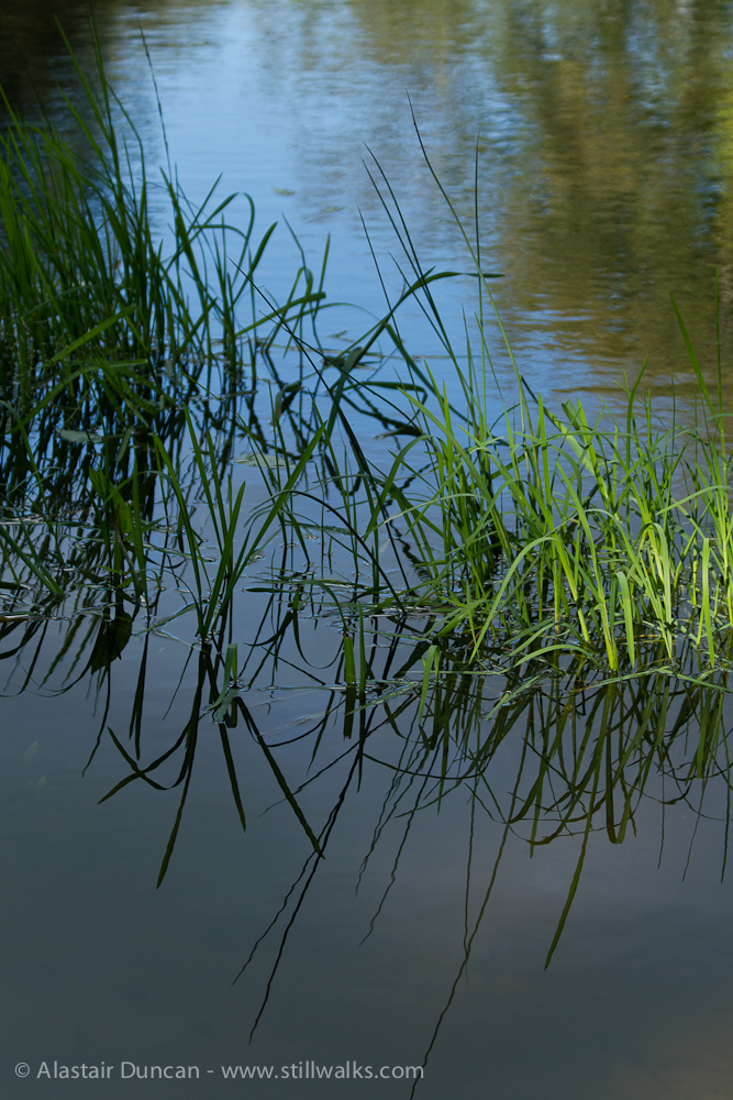 Coedbach pond