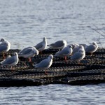 Gulls at rest