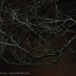 branches in night light
