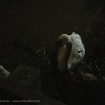 Swan in the night light