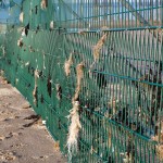 Seaweed on fence