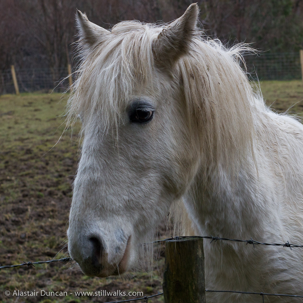 Lledr Valley Horse