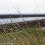 dune grass and Tawe river mouth