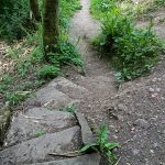 woodland footpath steps