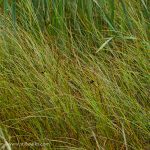 salt marsh grasses