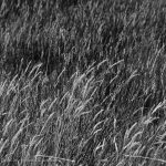 Monochrome grasses