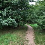 woodland footpath