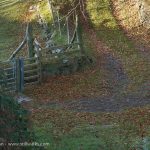 Autumn leaves and gate