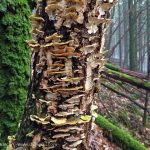 February forest fungi