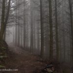 February forest fog