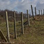 Oxwich Burroughs fence