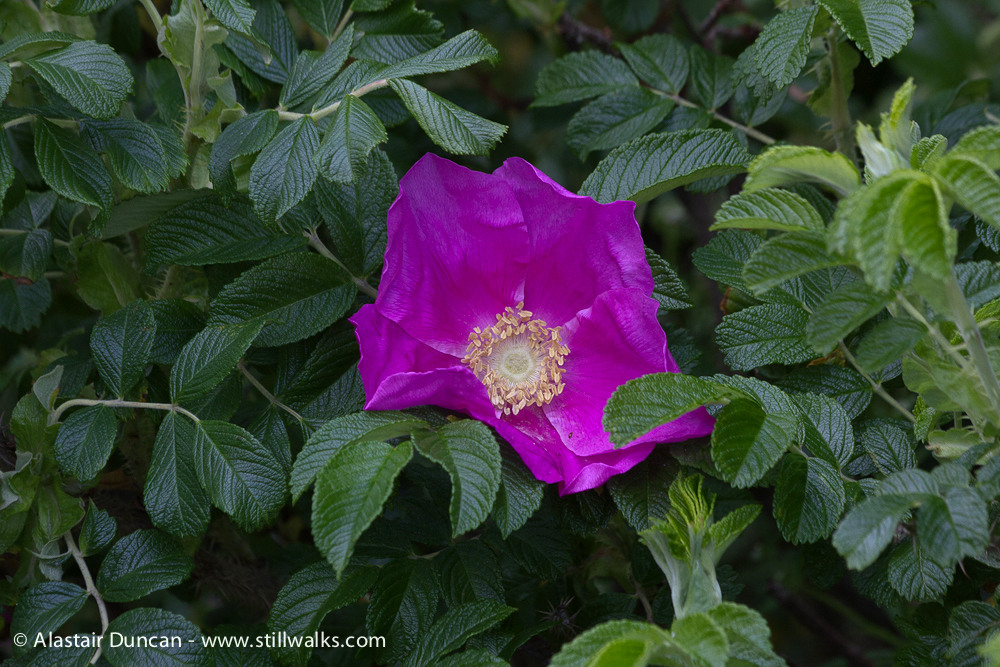 Wildflowers - rosa rugosa