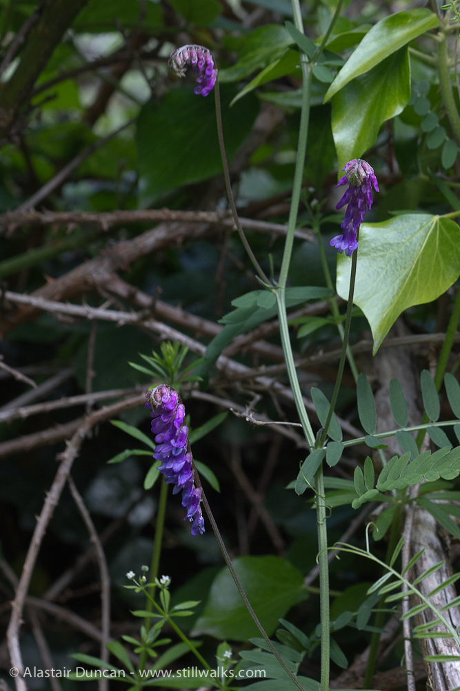 Wildflowers - tufted vetch