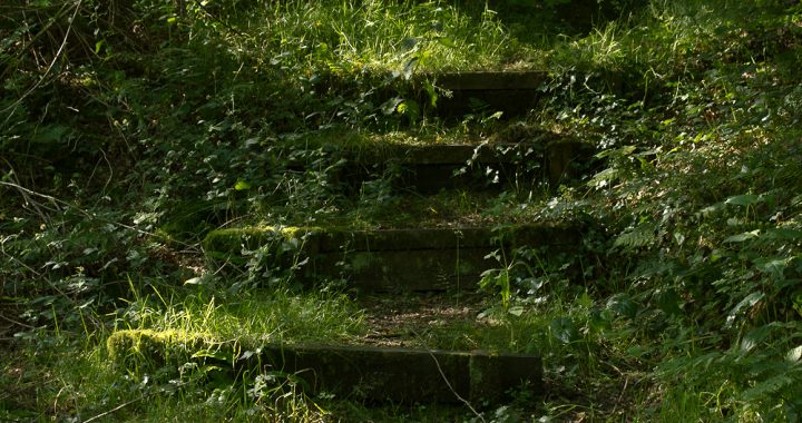 Forest steps