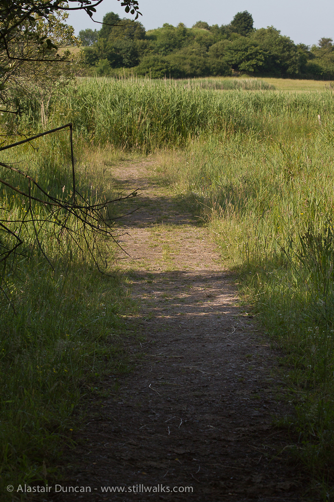 Marsh path