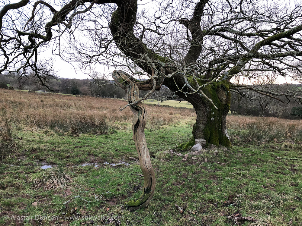 Crooked Oak StillWalks