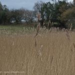 Marsh Grasses