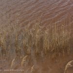 Red water grasses
