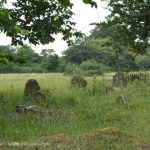 overgrown gravestones