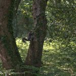 squirrel on oak tree