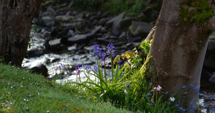 Bluebells by the river