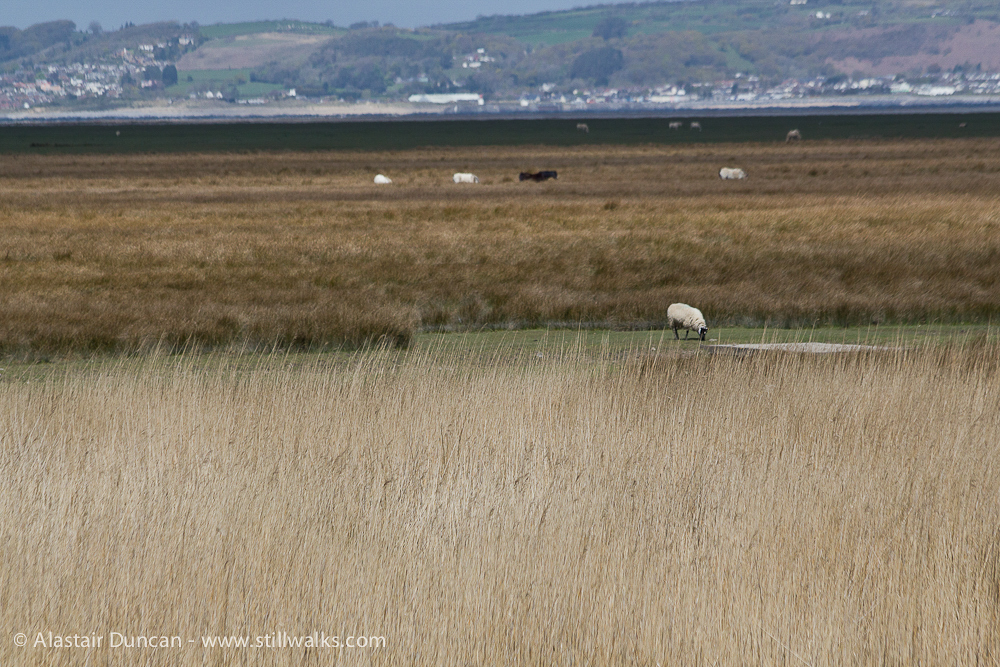 North Gower Walk11 StillWalks