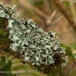 Lichen textures