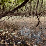 swamp pond surface