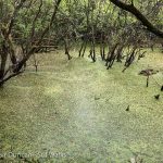 swamp surface