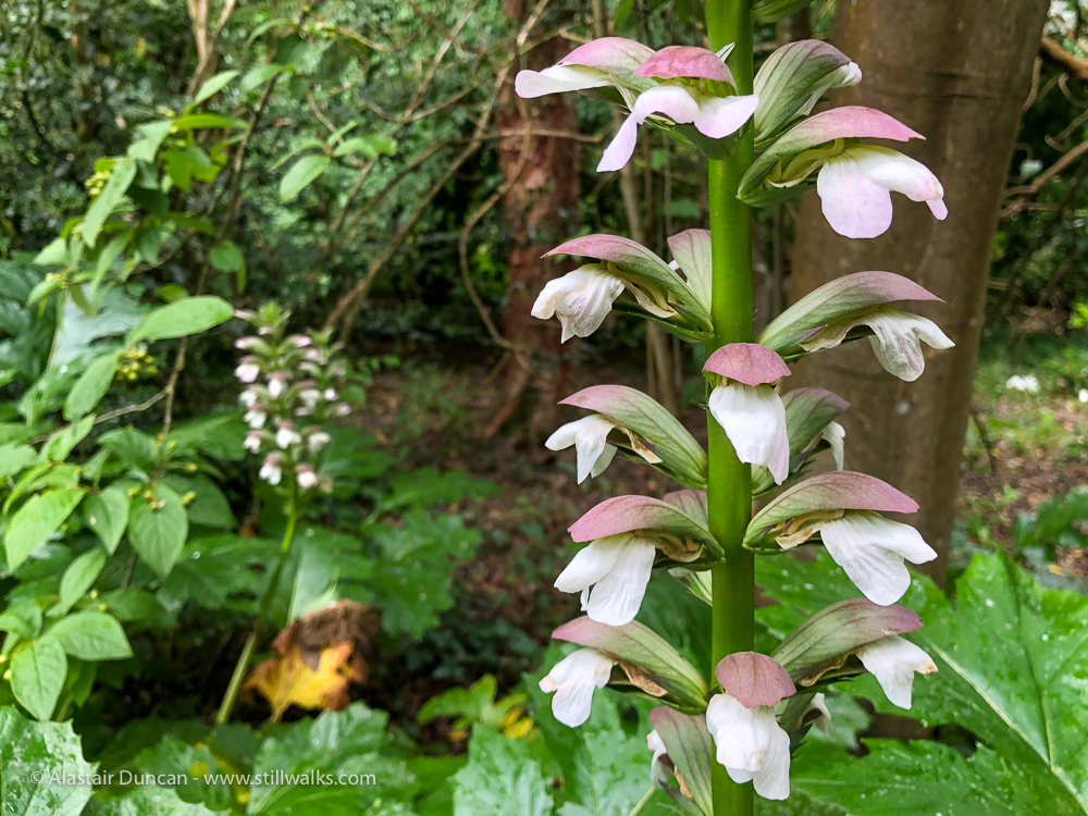 Singleton Park 13 Stillwalks