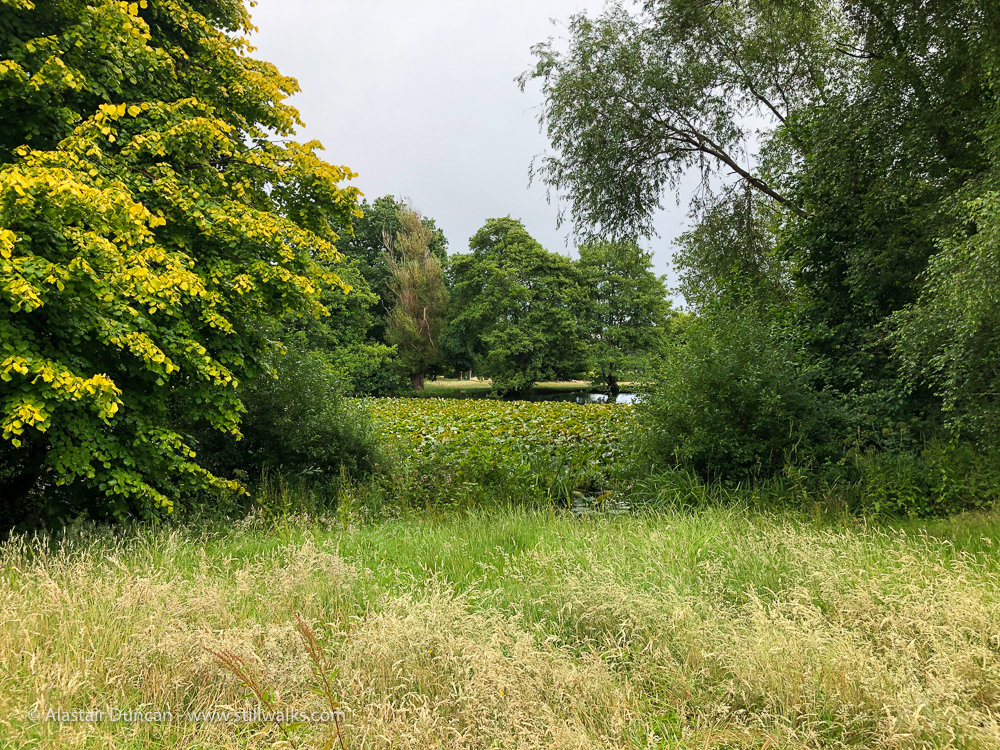 Singleton Park 6 Stillwalks