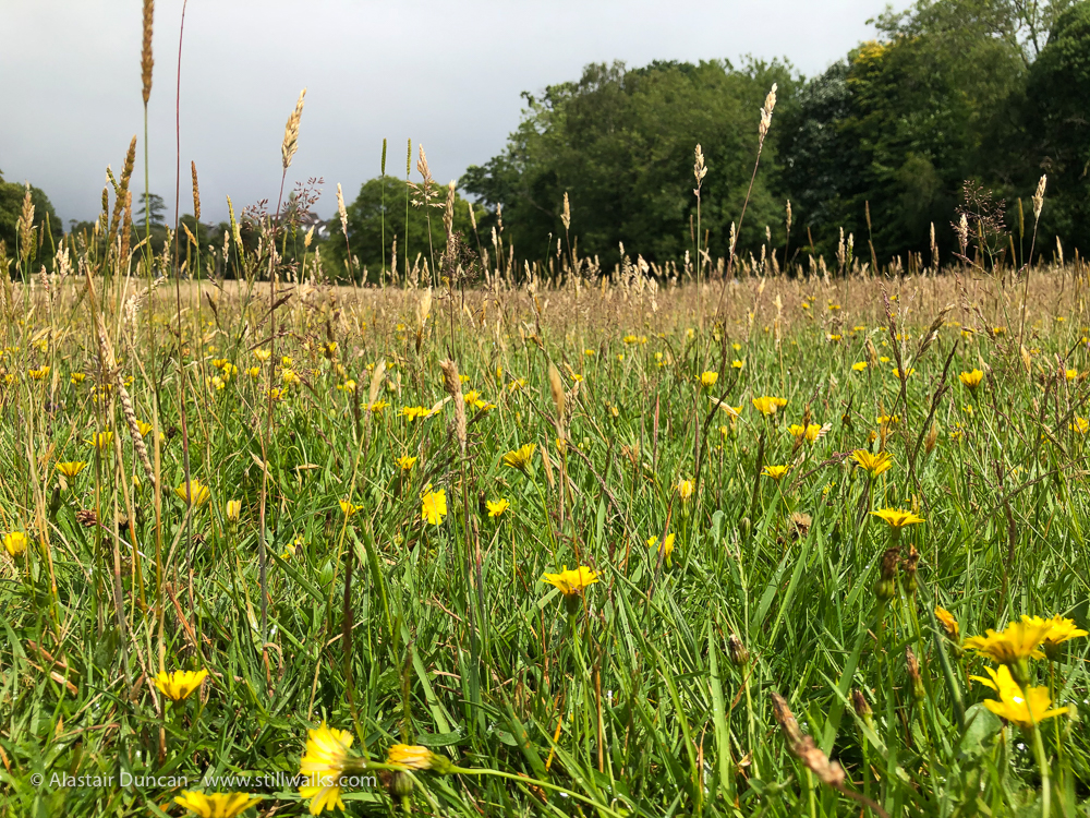 Singleton Park 7 Stillwalks