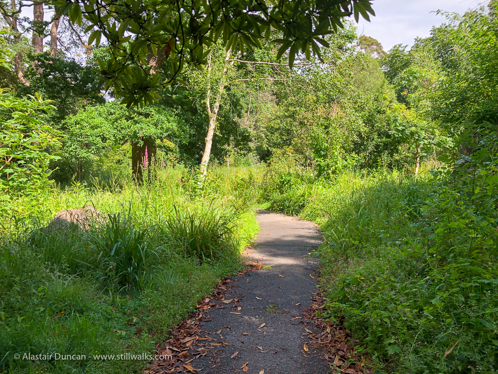Singleton Park 9 Stillwalks