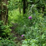 thistle and path