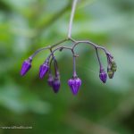 wildflower purple