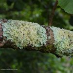 crinkly covering of lichen