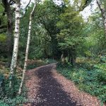 woodland footpath