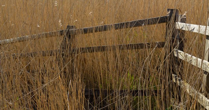 fence in marsh grass