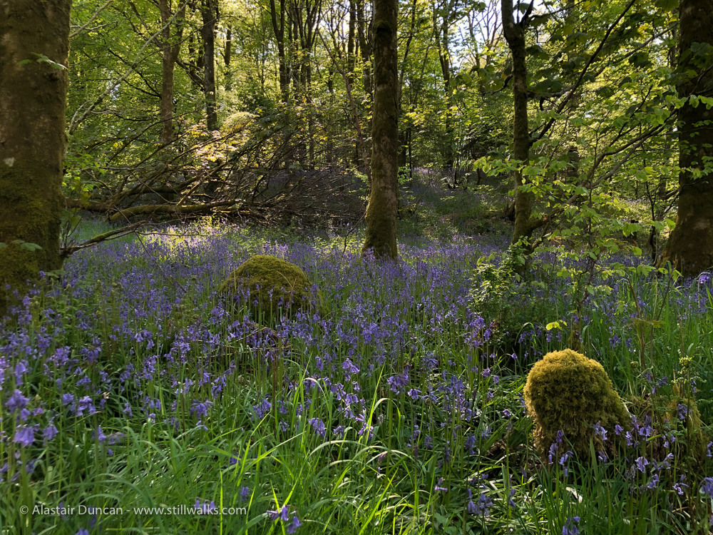bluebell carpet 2 – StillWalks